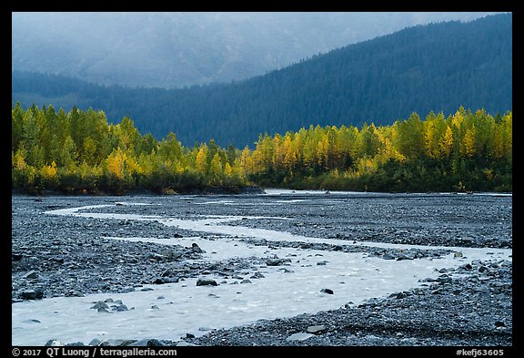 Stream and trees in autumn foliage, Exit Glacier outwash plain. Kenai Fjords National Park, Alaska, USA.