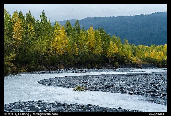 Stream and trees in fall foliage, Exit Glacier outwash plain. Kenai Fjords National Park, Alaska, USA.