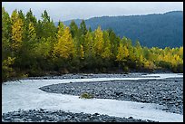 Stream and trees in fall foliage, Exit Glacier outwash plain. Kenai Fjords National Park, Alaska, USA.