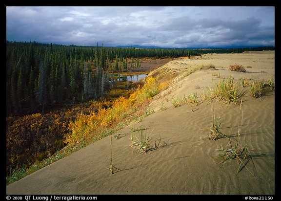The edge of the Great Sand Dunes with boreal forest below. Kobuk Valley National Park, Alaska, USA.