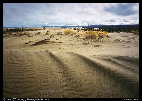 Sand ripples in Arctic dune field. Kobuk Valley National Park (color)