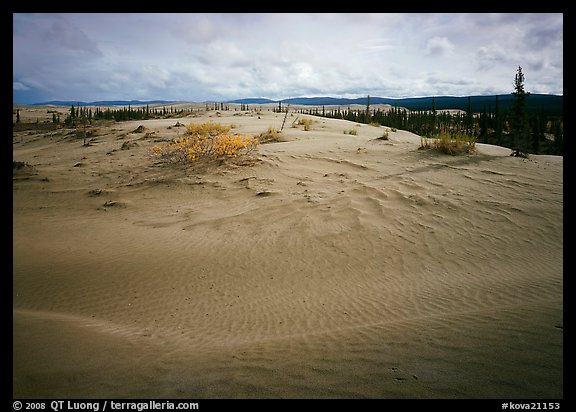 Dune field with boreal forest in the distance. Kobuk Valley National Park, Alaska, USA.