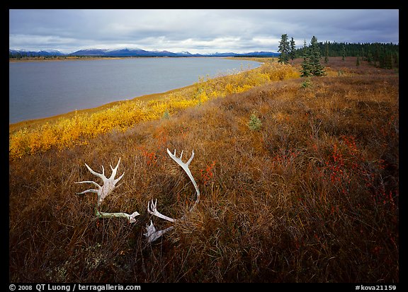 Caribou antlers, tundra in autumn color, and Kobuk River. Kobuk Valley National Park (color)