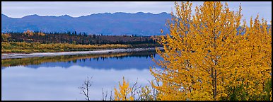 River scene with tree in fall foliage. Kobuk Valley National Park (Panoramic color)