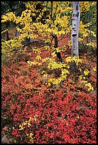 Berry plants and trees in fall colors at Onion Portage. Kobuk Valley National Park, Alaska, USA. (color)