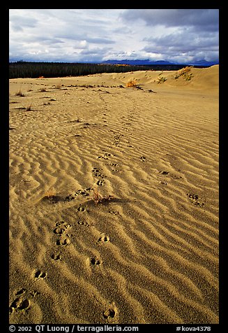 Caribou tracks and ripples in the Great Sand Dunes. Kobuk Valley National Park, Alaska, USA.