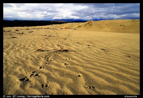 Caribou footprints and ripples in the Great Sand Dunes. Kobuk Valley National Park (color)