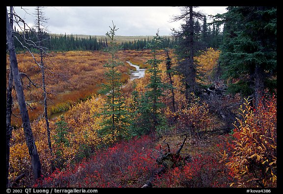Autumn colors on boreal forest, Kavet Creek. Kobuk Valley National Park, Alaska, USA.