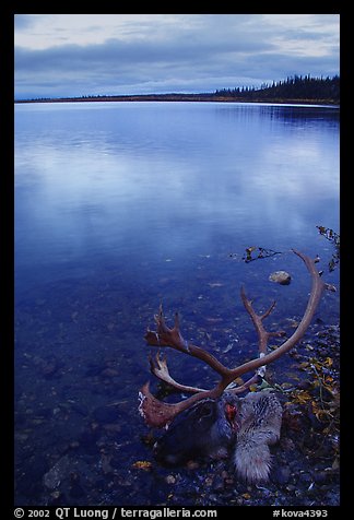 Dead caribou head on the river shore. Kobuk Valley National Park, Alaska, USA.