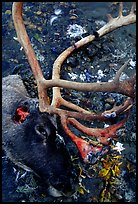 Caribou head discarded by hunters. Kobuk Valley National Park, Alaska, USA.