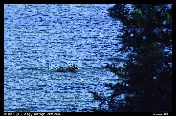 Spruce and lone caribou swimming across the river. Kobuk Valley National Park (color)