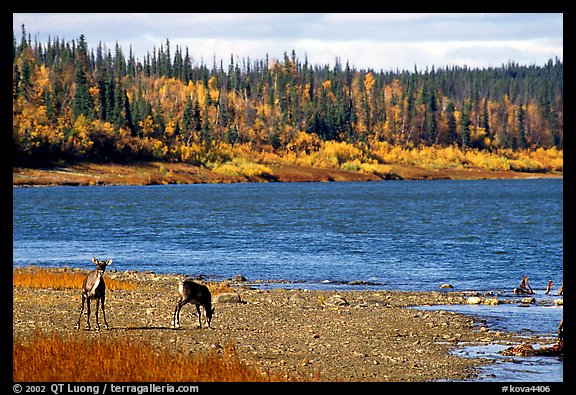Young caribou on the shores of the river. Kobuk Valley National Park (color)