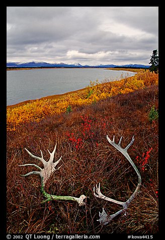 Caribou antlers, tundra, and river. Kobuk Valley National Park, Alaska, USA.