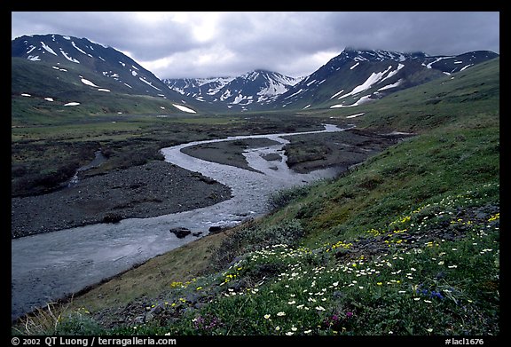 Valley with wildflowers, between Turquoise Lake and Twin Lakes. Lake Clark National Park, Alaska, USA.