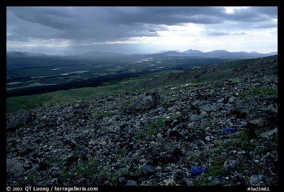 Tundra with forget-me-nots and Twin Lakes. Lake Clark National Park (color)