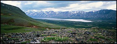Tundra flowers with distant lake and mountains. Lake Clark National Park (Panoramic color)