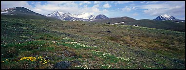 Wildflowers, tundra, and mountains. Lake Clark National Park, Alaska, USA.