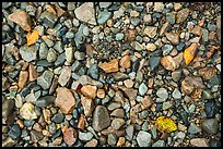 Close up of pebbles and fallen leaves on shore of Lake Clark. Lake Clark National Park, Alaska, USA.