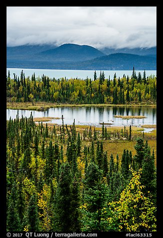 Forest in fall foliage, Beaver Pond and Lake Clark. Lake Clark National Park, Alaska, USA.
