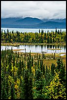 Forest in fall foliage, Beaver Pond and Lake Clark. Lake Clark National Park, Alaska, USA.