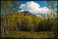 Tanalian Mountain framed by trees in fall foliage. Lake Clark National Park, Alaska, USA.