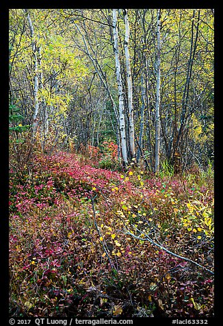Trees and undergrowth with autumn foliage. Lake Clark National Park, Alaska, USA.