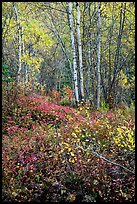 Trees and undergrowth with autumn foliage. Lake Clark National Park, Alaska, USA.