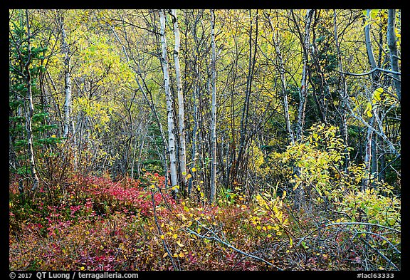 Northern trees and undergrowth with fall foliage. Lake Clark National Park, Alaska, USA.
