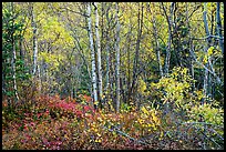Northern trees and undergrowth with fall foliage. Lake Clark National Park, Alaska, USA.