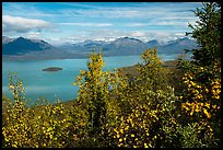 Trees in fall foliage and Lake Clark. Lake Clark National Park ( color)