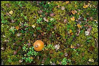 Ground close-up with mushrooms and moss. Lake Clark National Park, Alaska, USA.