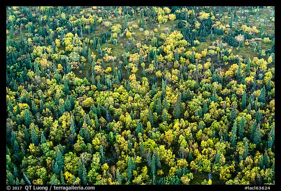 Aerial view of forest in fall foliage. Lake Clark National Park (color)