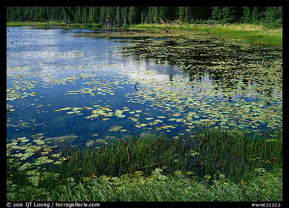 Pond with grasses, water lillies in bloom, and reflections. Wrangell-St Elias National Park, Alaska, USA.