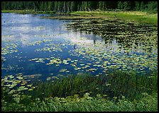 Pond with grasses, water lillies in bloom, and reflections. Wrangell-St Elias National Park, Alaska, USA.
