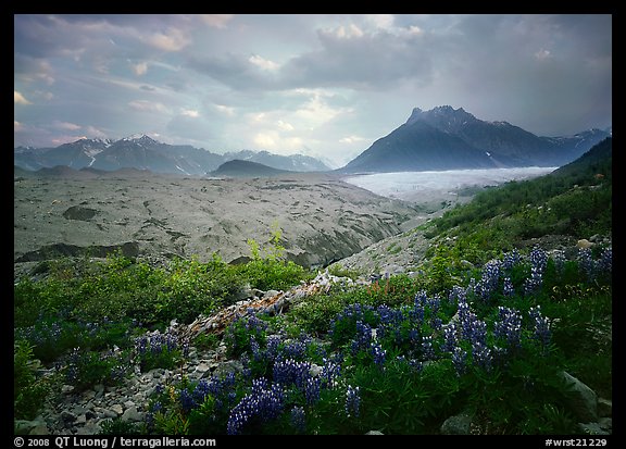 Lupine, Root Glacier, Donohoe Peak in summer. Wrangell-St Elias National Park, Alaska, USA.