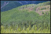 Forested hill. Wrangell-St Elias National Park, Alaska, USA.