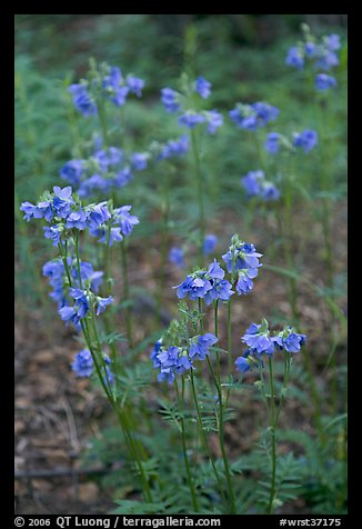 Blue wildflowers. Wrangell-St Elias National Park (color)
