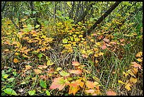 Undergrowth fall foliage and alder. Wrangell-St Elias National Park, Alaska, USA.