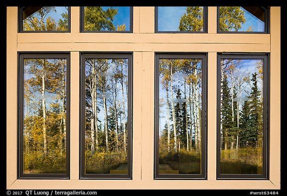 Aspens, Visitor Center window reflexion. Wrangell-St Elias National Park (color)