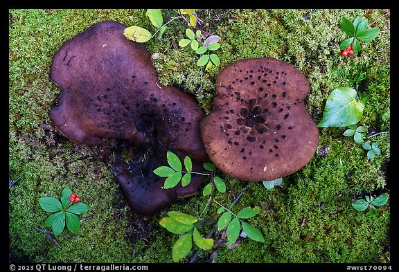 Close up of large mushrooms, moss and berries. Wrangell-St Elias National Park (color)