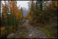 Erie Mine Trail in autumn. Wrangell-St Elias National Park ( color)