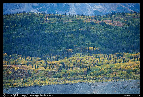 Forest above moraine and below mountains. Wrangell-St Elias National Park (color)
