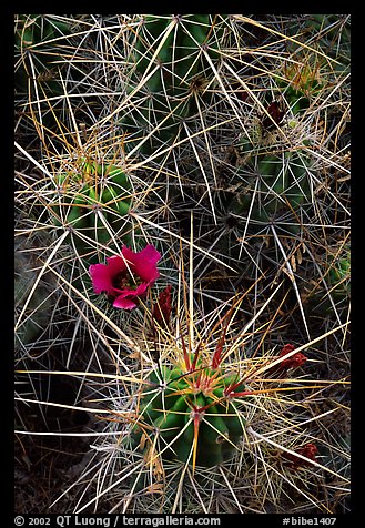 Engelmann Hedgehog cactus in bloom. Big Bend National Park (color)