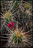 Engelmann Hedgehog cactus in bloom. Big Bend National Park, Texas, USA.