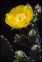 Pickly pear cactus flower. Big Bend National Park, Texas, USA. (color)