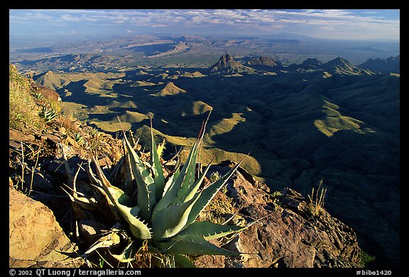 Agaves on South Rim, evening. Big Bend National Park (color)