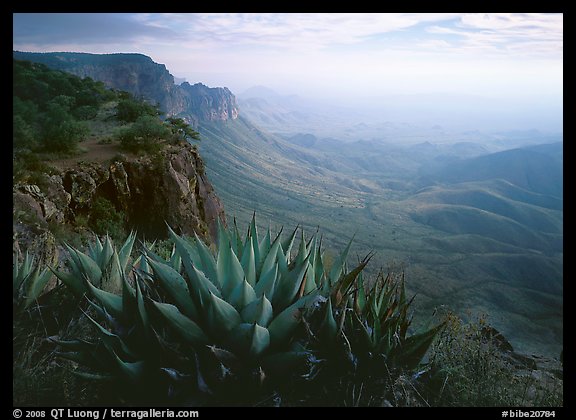 Agaves on South Rim, morning. Big Bend National Park (color)