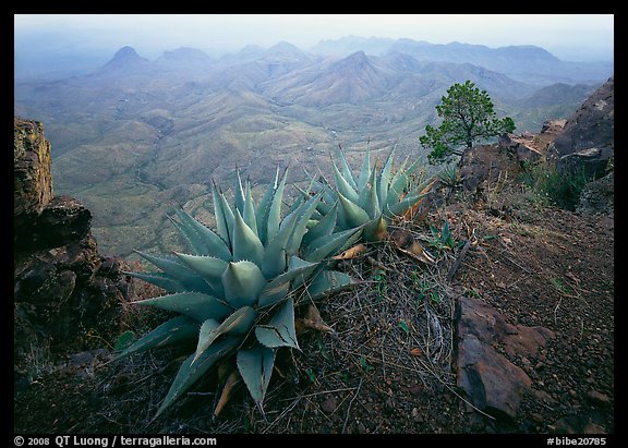 Agaves on South Rim. Big Bend National Park (color)