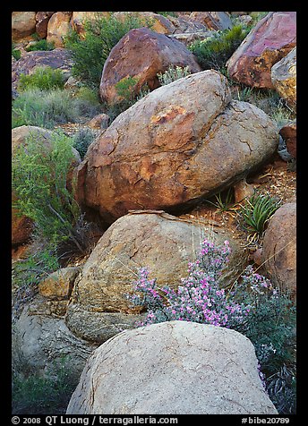 Boulders and wildflowers. Big Bend National Park, Texas, USA.