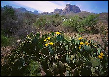 Yellow prickly pear cactus in bloom and Chisos Mountains. Big Bend National Park, Texas, USA. (color)